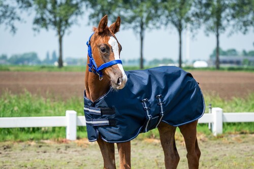 HB Showtime Foal rug