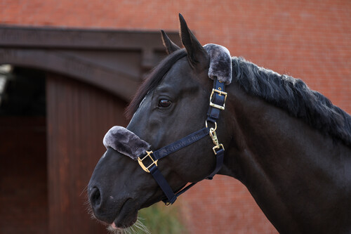 Bucas Show-Line Half Fur Halter