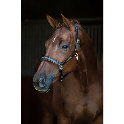 HB Showtime Leather Halter Horse name