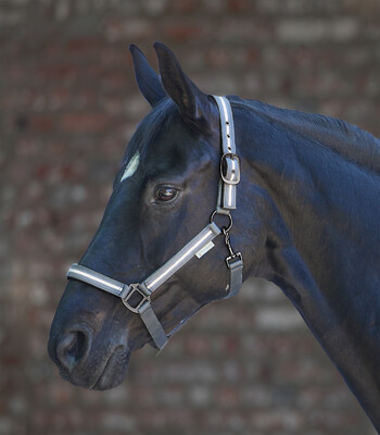 Waldhausen Halter Stripe Halter