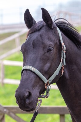 Harry's Horse Headcollar Bit