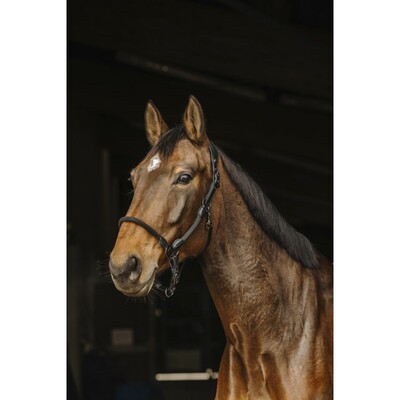 Norton Pro Leather Rope Halter