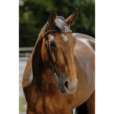 Norton Freedom Bridle
