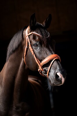 HB Showtime Bridle Chesnuth