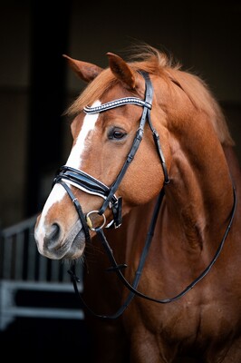 HB Showtime Bridle Snowflake