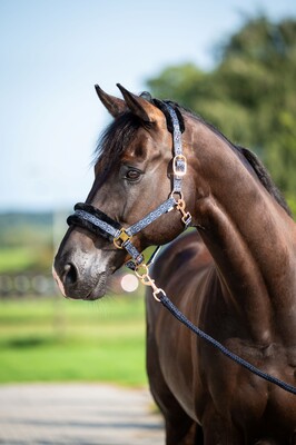 HB Showtime Halter-set Pioneer