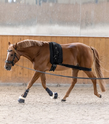 Waldhausen's Elastic lunging band