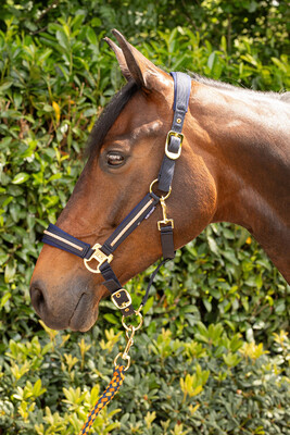 Harry's Horse Headcollar and lead Valli