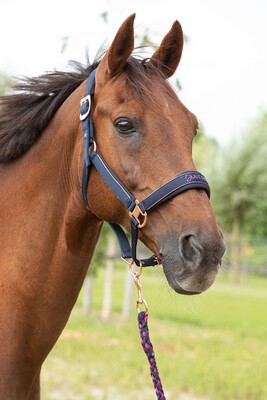 Harry's Horse Headcollar and lead Just Ride NightSky
