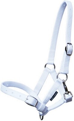 Harry's Horse Foal halter