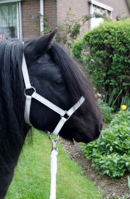 HB Shetland Halter leather