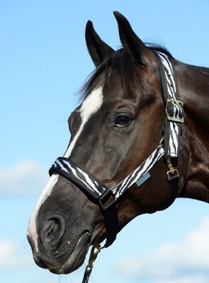 Bucas Halter Comfort Zebra