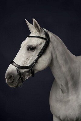 PresTeq Bridle FaySport