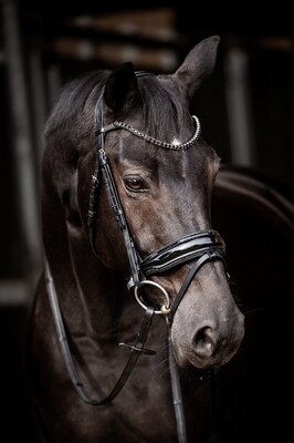 HB Bridle Showtime Evalira