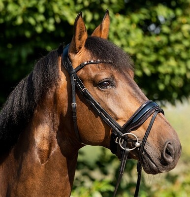 HB Bridle Showtime Sweet Dreams