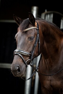 HB Showtime Bridle Golden Dreams