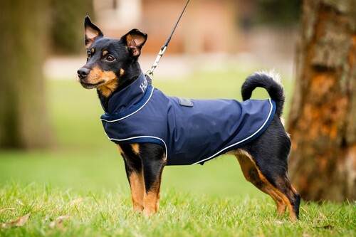 Horseware Signature Dog Rainrug