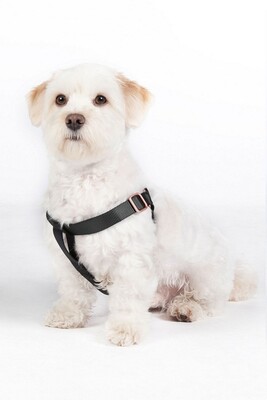 HKM Dog harness Step-in Anam cara