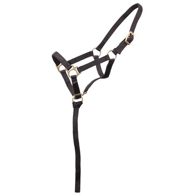 Norton Foal Halter and short leadrope