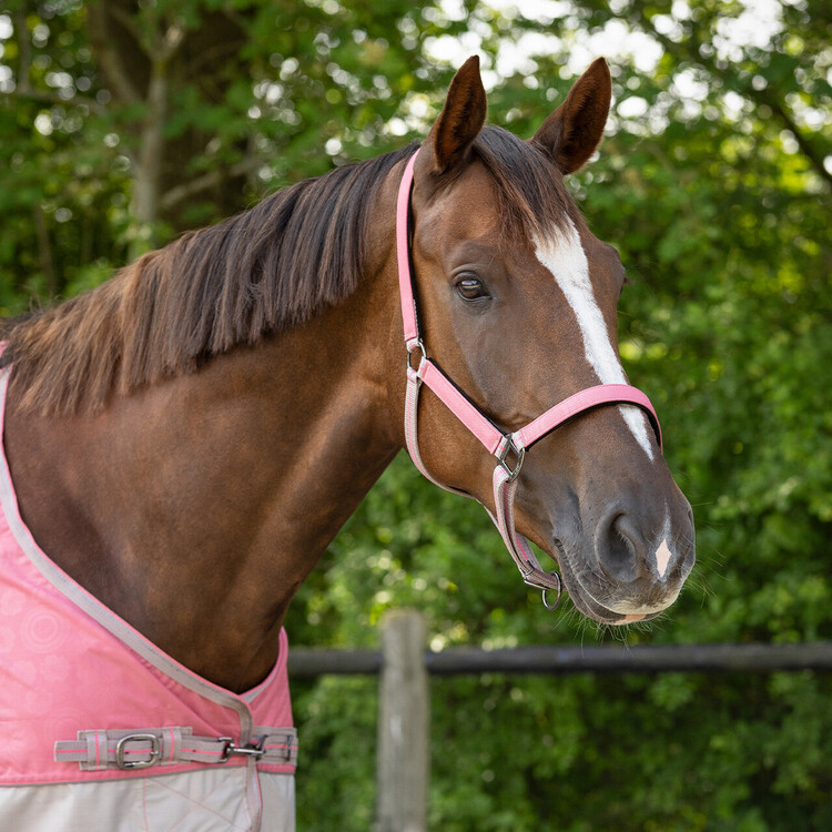 QHP Halsterset Turnout collection
