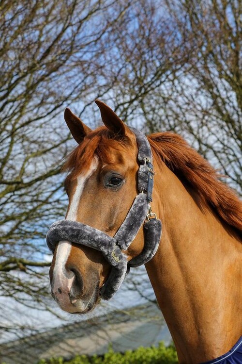Bucas Show-line Full Furr halster