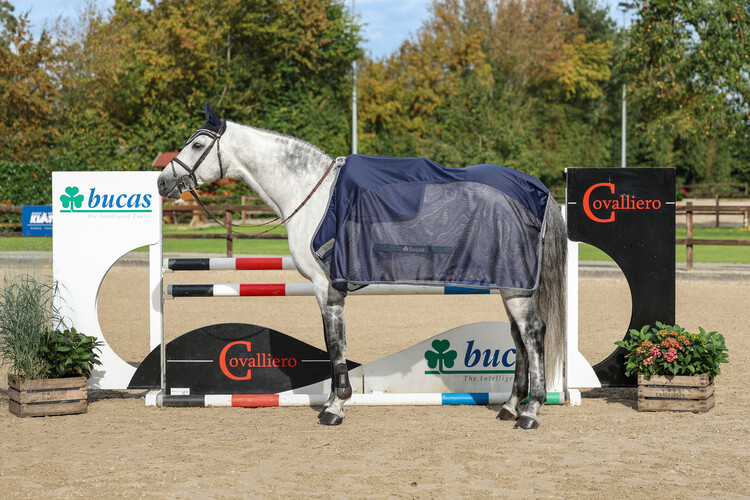 Bucas Show-Line Competition cooler