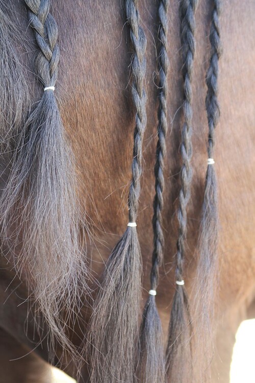 Harry's Horse Magic Braids Transparent