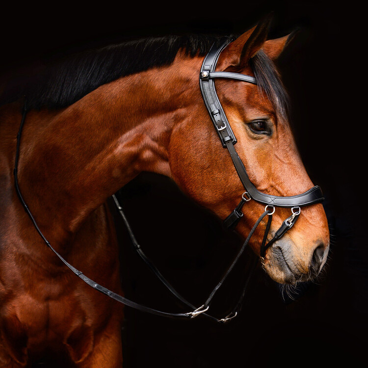 PresTeq Bitloos hoofdstel FaySport