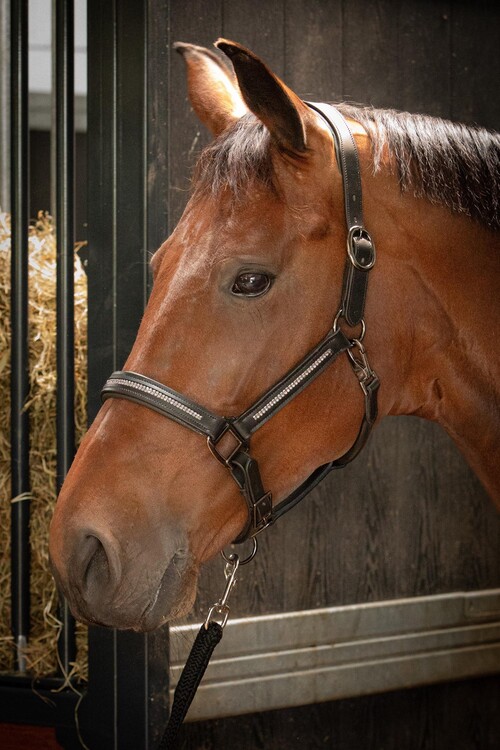 Harry's Horse Halster Leder Metallic