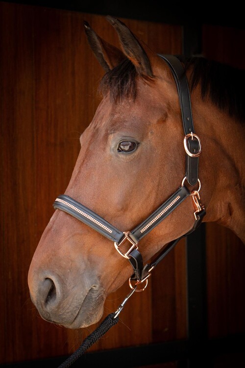 Harry's Horse Halster Leder Metallic