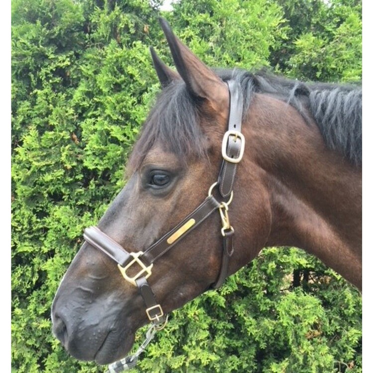HB Showtime Lederen halster Horse name