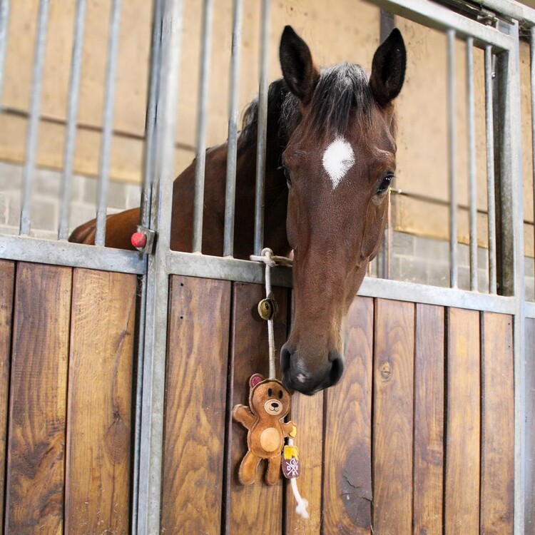 DKR Sports Paardenspeelgoed Bear Honey