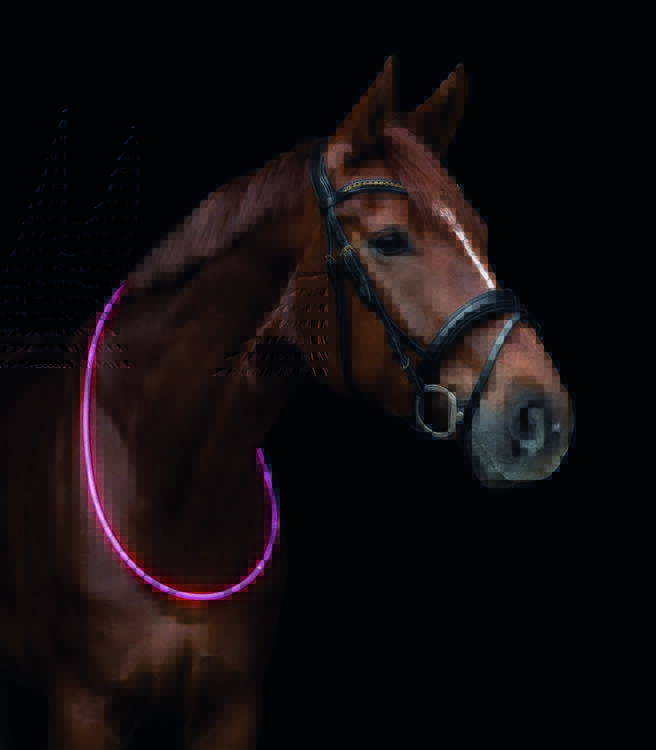 Waldhausen LED Halsring voor paarden