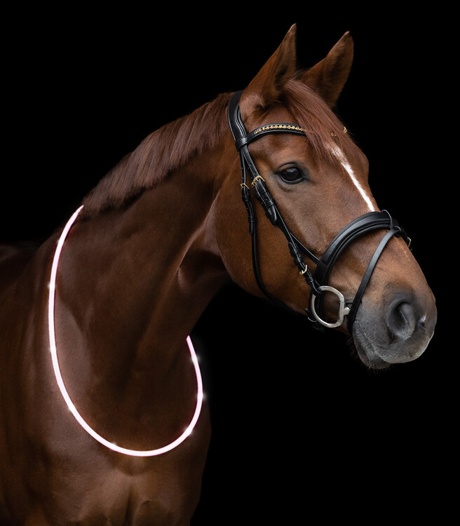 Waldhausen LED Halsring voor paarden