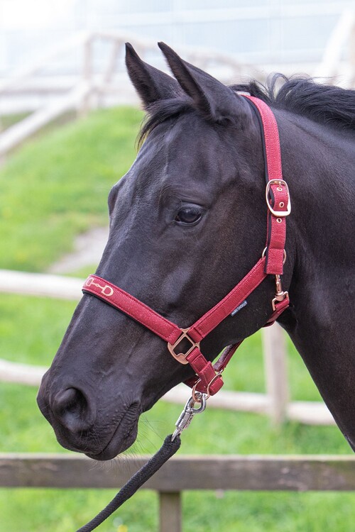 Harry's Horse Halster Bit