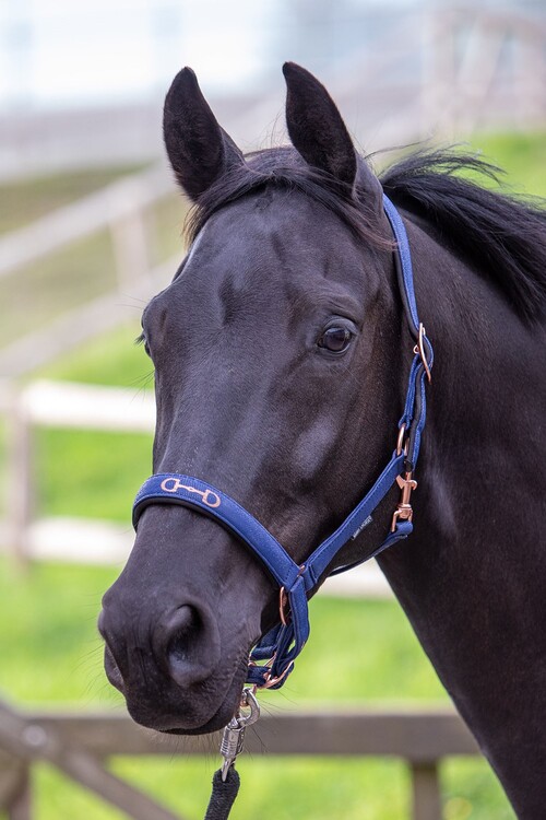 Harry's Horse Halster Bit