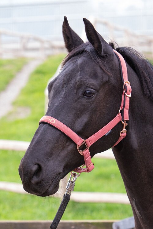 Harry's Horse Halster Bit