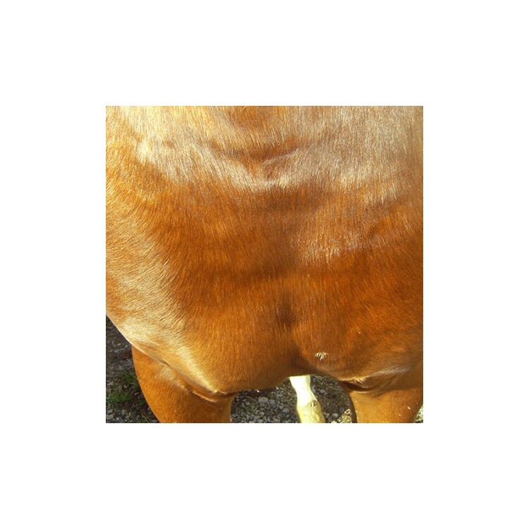 Animaderm Cutene verzorgende creme