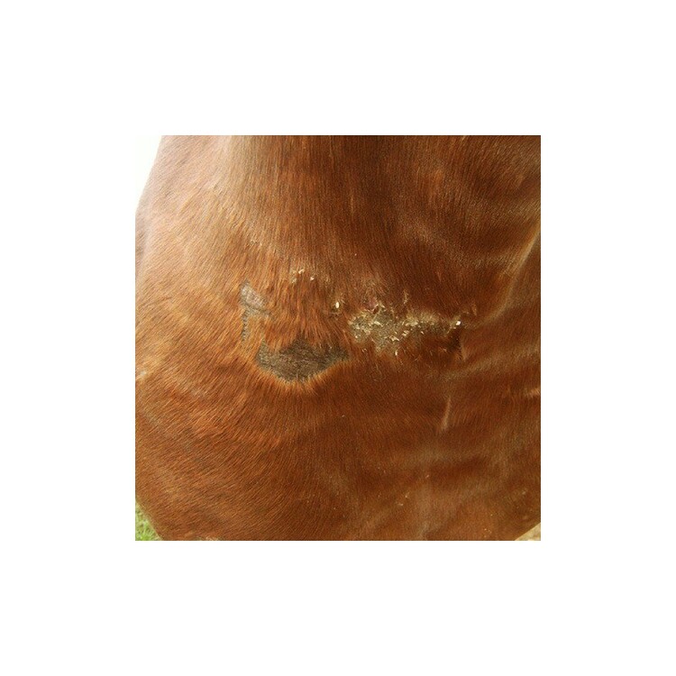 Animaderm Cutene verzorgende creme