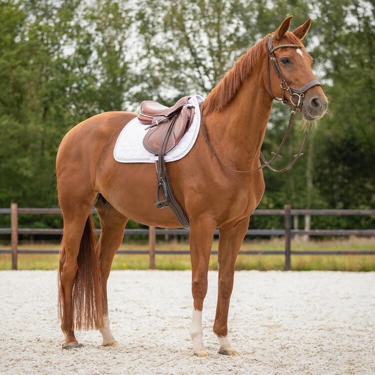 QHP Zadeldek Sparkle