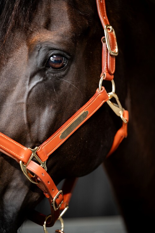 HB Showtime Lederen halster Horse name