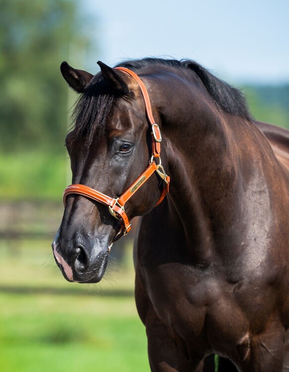 HB Showtime Lederen halster Horse name