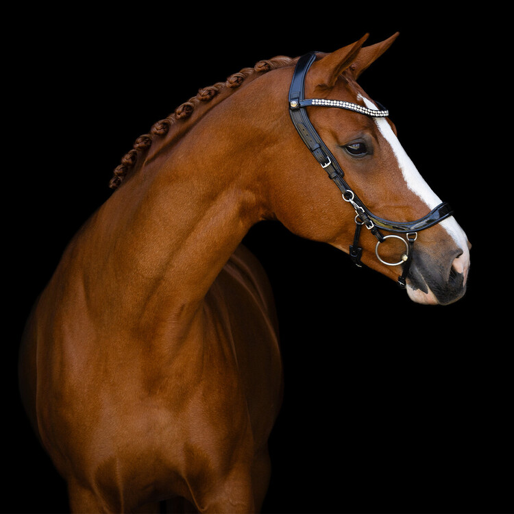 PresTeq Hoofdstel FaySport Shine