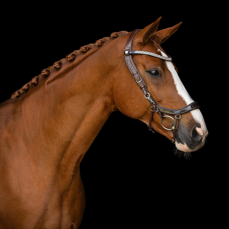 PresTeq Hoofdstel FaySport Shine