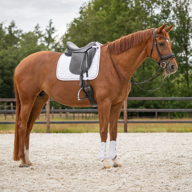 QHP Voorbeenbeschermers Champion