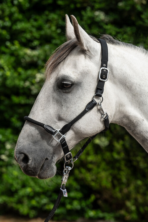 HKM Halster Carlotta