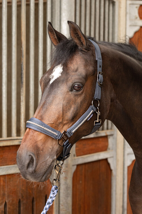 Harry's Horse Halsterset Valli