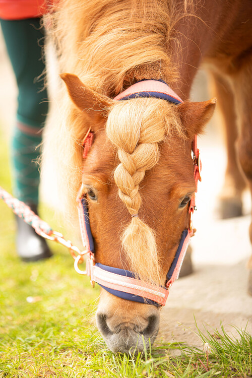 Harry's Horse Halsterset Valli