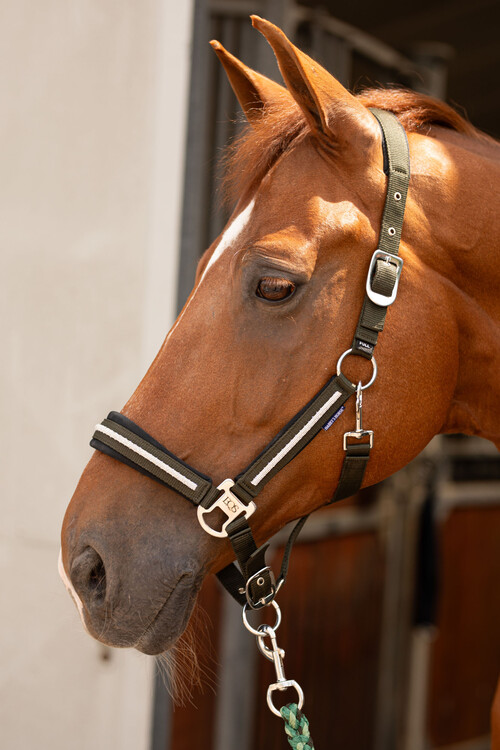 Harry's Horse Halsterset Valli
