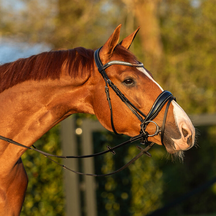 Horsegear Hoofdstel HGGreylin